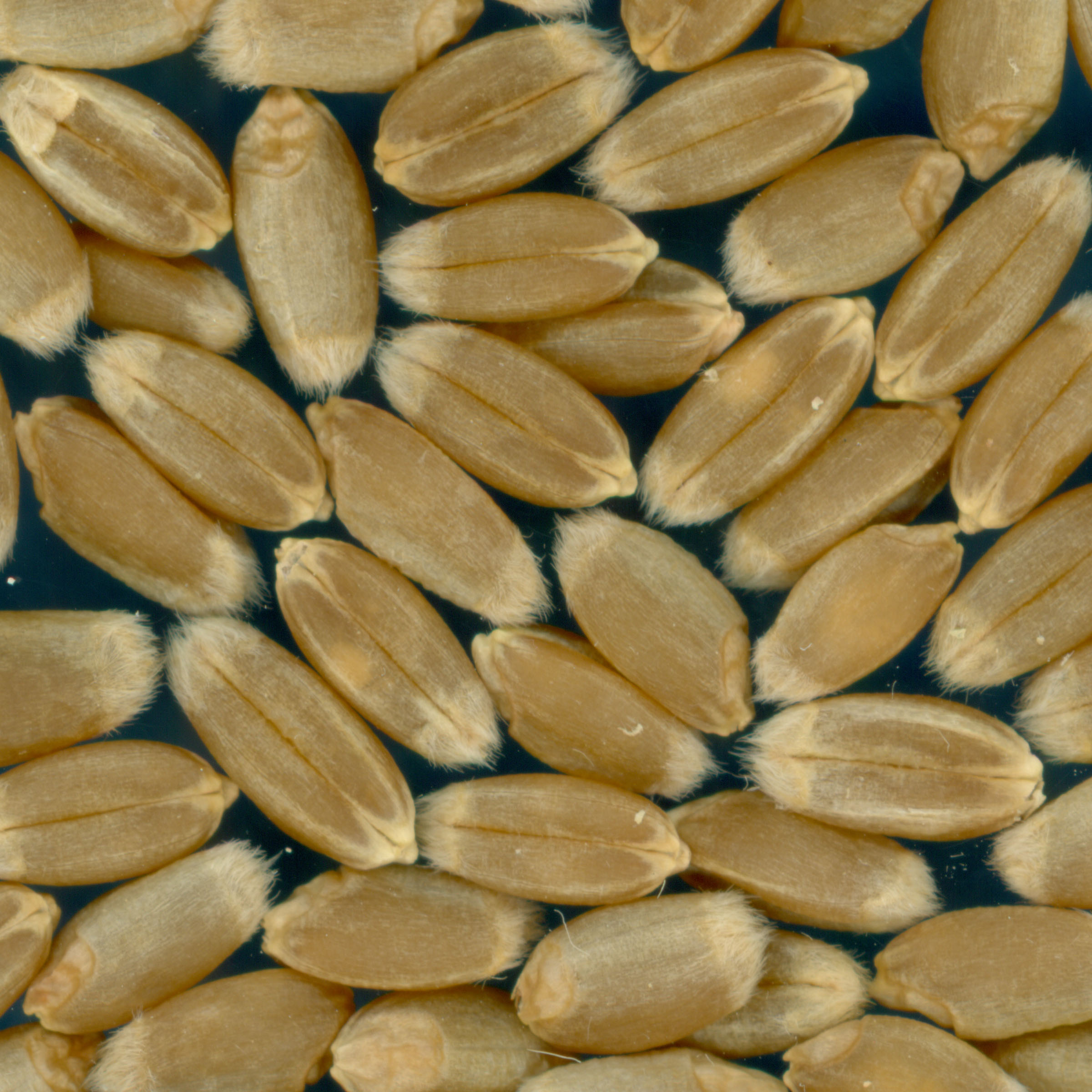 KERNELS